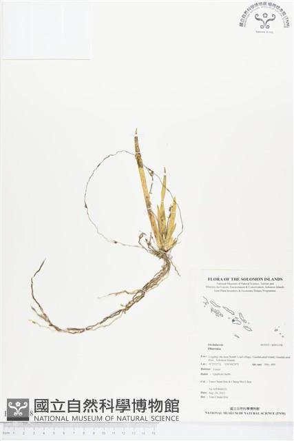 登錄號:BS01358藏品圖，第1張