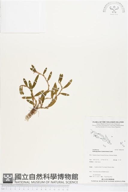 登錄號:BS04358藏品圖，第1張