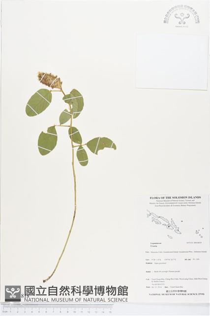 登錄號:BS04818藏品圖，第1張