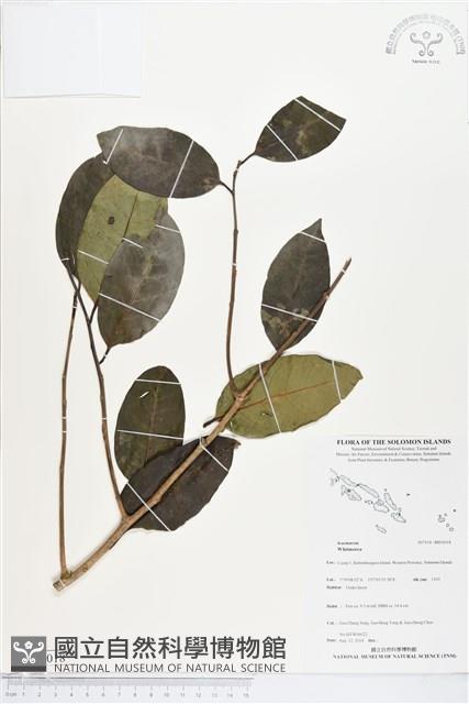 登錄號:BS05018藏品圖，第1張