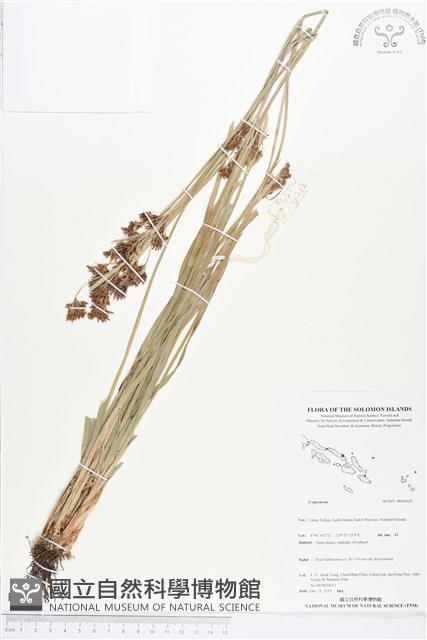 登錄號:BS04018藏品圖，第1張