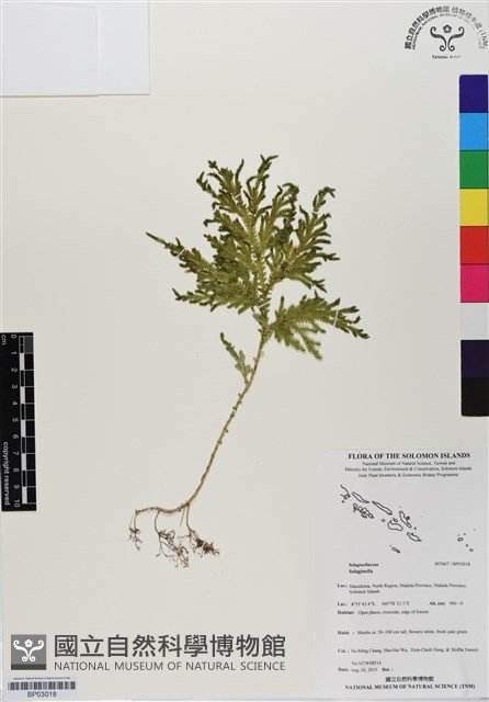 登錄號:BP03018藏品圖，第1張