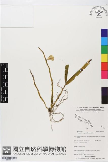 登錄號:BS05618藏品圖，第1張