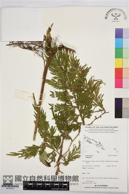 登錄號:BP03618藏品圖，第1張