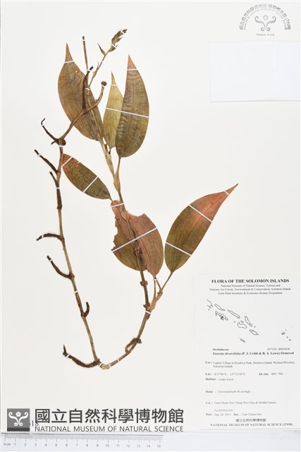 登錄號:BS03618藏品圖，第1張