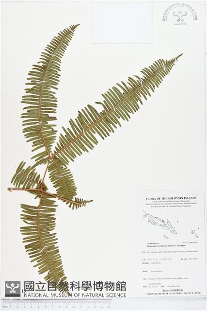 芒萁藏品圖，第1張