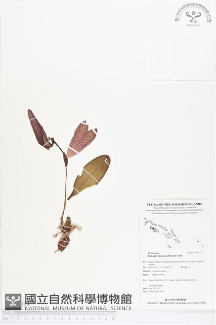 登錄號:BS02118藏品圖，第1張