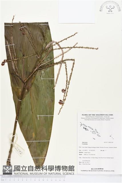 登錄號:BS03118藏品圖，第1張