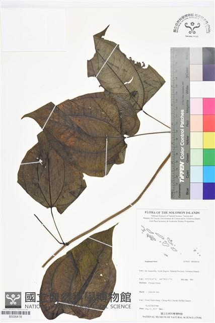 登錄號:BS06418藏品圖，第1張