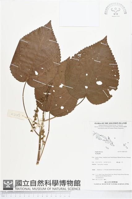 登錄號:BS05418藏品圖，第1張