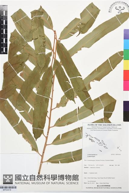 登錄號:BP03418藏品圖，第1張