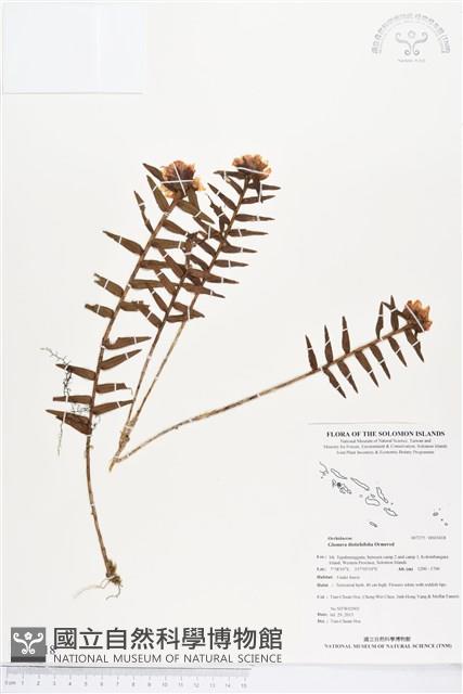 登錄號:BS03418藏品圖，第1張