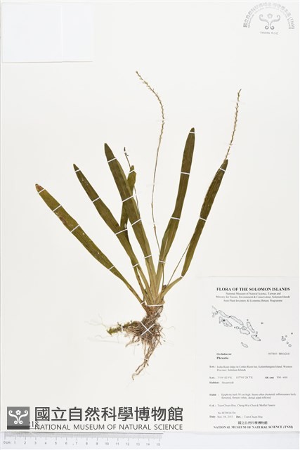 登錄號:BS04218藏品圖，第1張