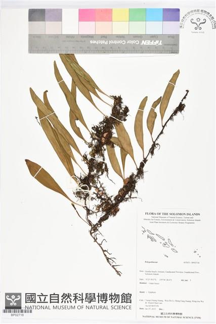 登錄號:BP02718藏品圖，第1張