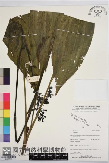 登錄號:BS07718藏品圖，第1張