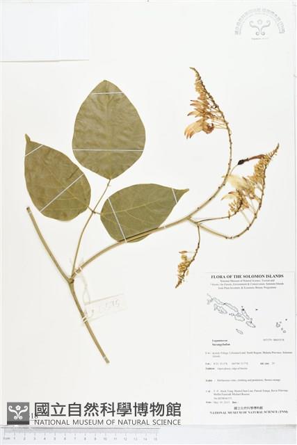 登錄號:BS05518藏品圖，第1張