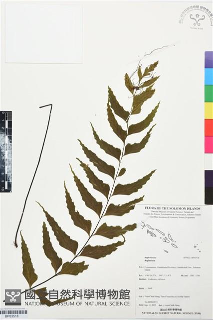 登錄號:BP03518藏品圖，第1張