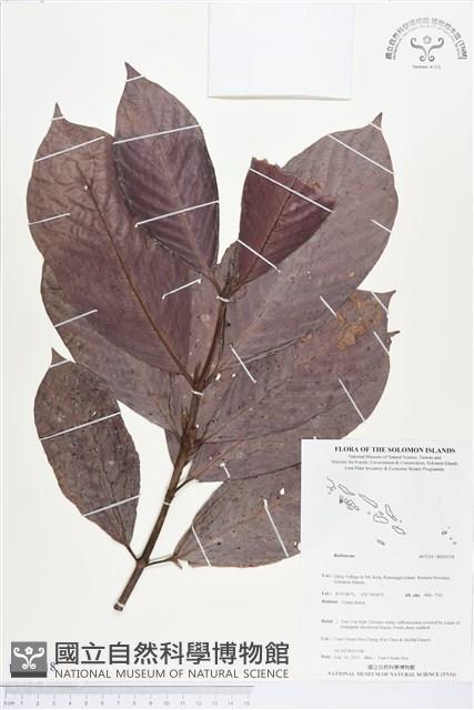 登錄號:BS03518藏品圖，第1張