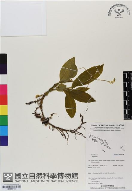 登錄號:BS06918藏品圖，第1張