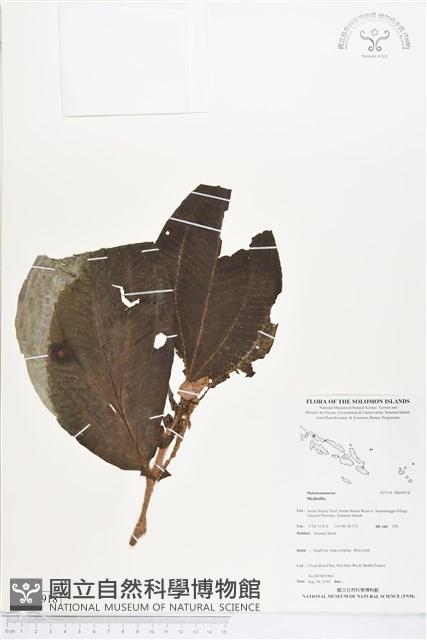 登錄號:BS04918藏品圖，第1張