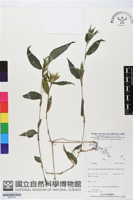登錄號:BS06318藏品圖，第1張