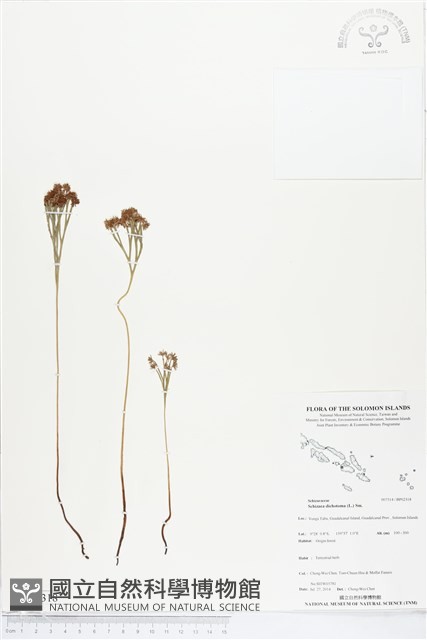 分枝莎草蕨藏品圖，第1張