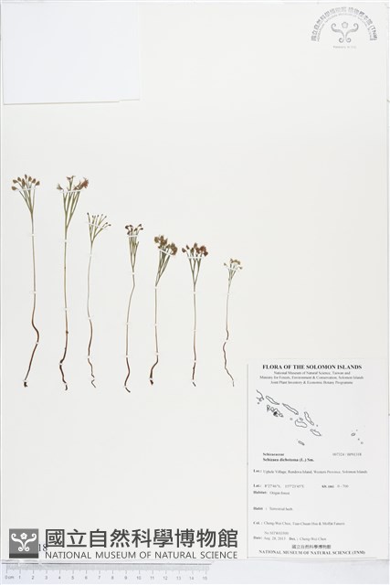 分枝莎草蕨藏品圖，第1張