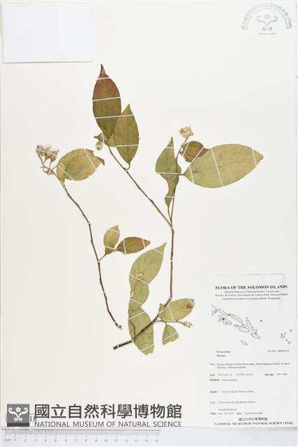 登錄號:BS04318藏品圖，第1張