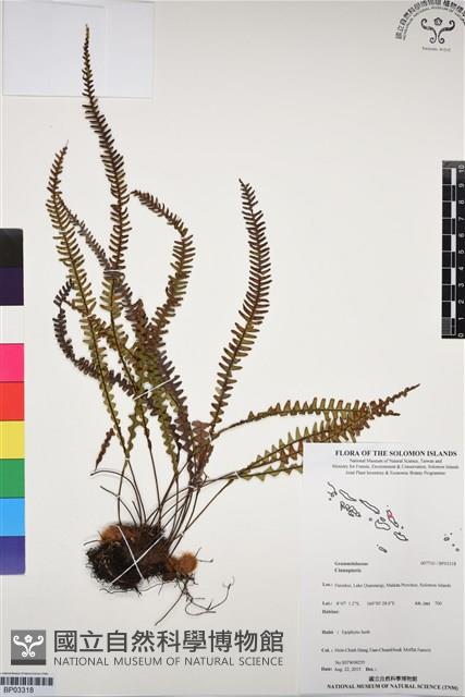 登錄號:BP03318藏品圖，第1張