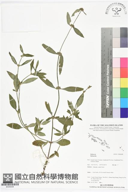 登錄號:BS06008藏品圖，第1張