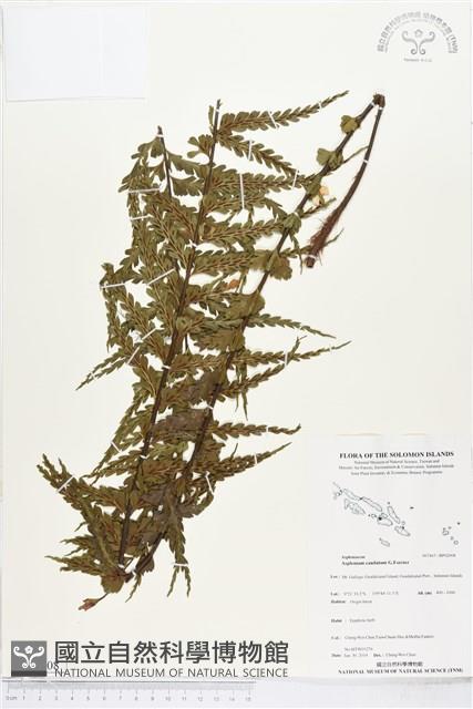 登錄號:BP02008藏品圖，第1張