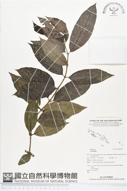 登錄號:BS02008藏品圖，第1張