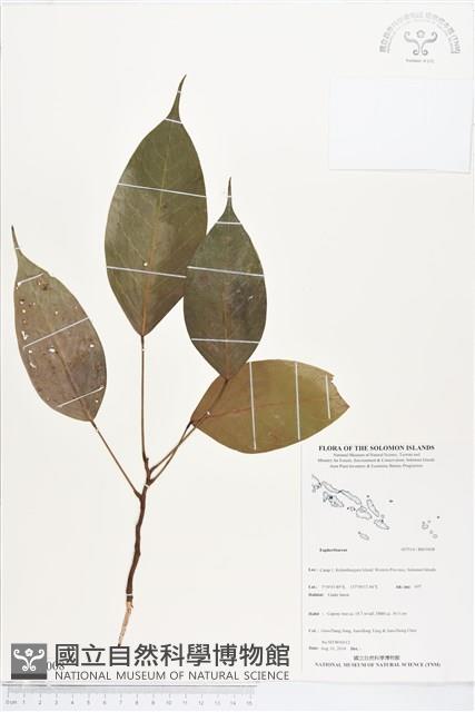登錄號:BS05008藏品圖，第1張