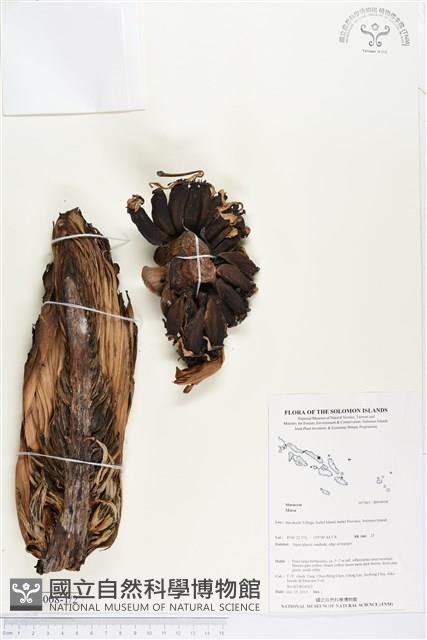 登錄號:BS04008藏品圖，第1張