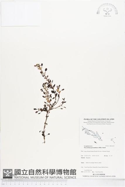 黃花過長沙舅藏品圖，第1張