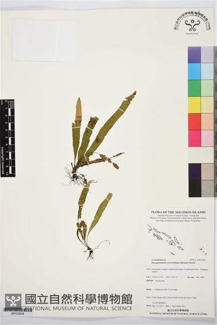 登錄號:BP03608藏品圖，第1張