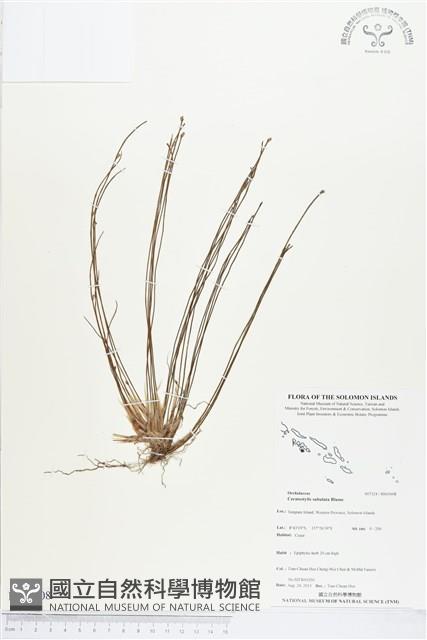 登錄號:BS03608藏品圖，第1張