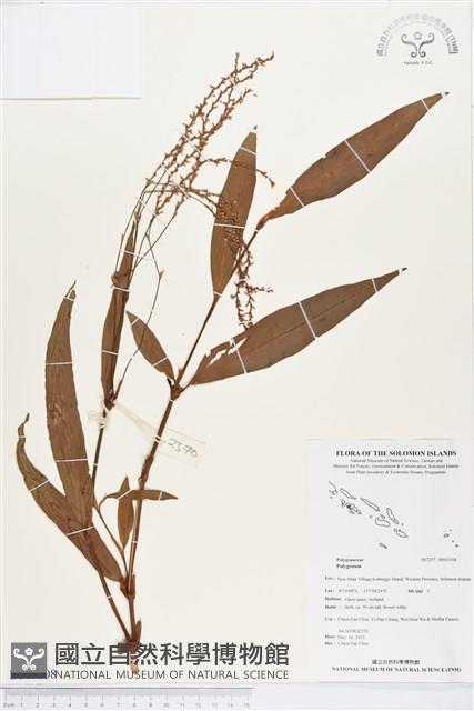 登錄號:BS03108藏品圖，第1張