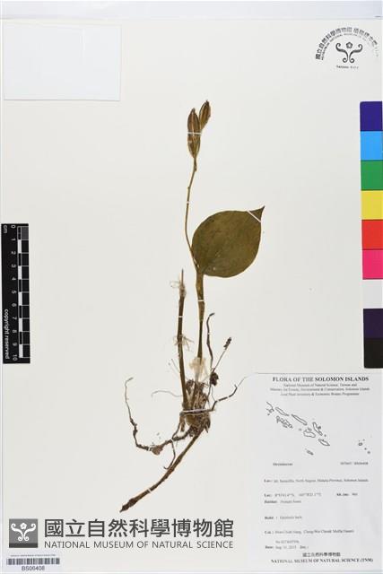 登錄號:BS06408藏品圖，第1張