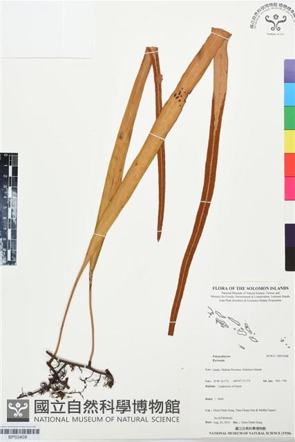 登錄號:BP03408藏品圖，第1張