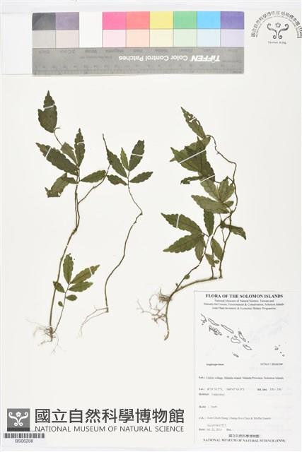 登錄號:BS06208藏品圖，第1張