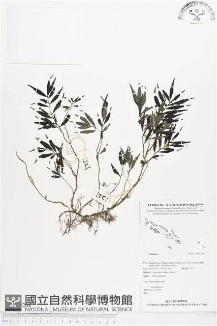 登錄號:BS02208藏品圖，第1張