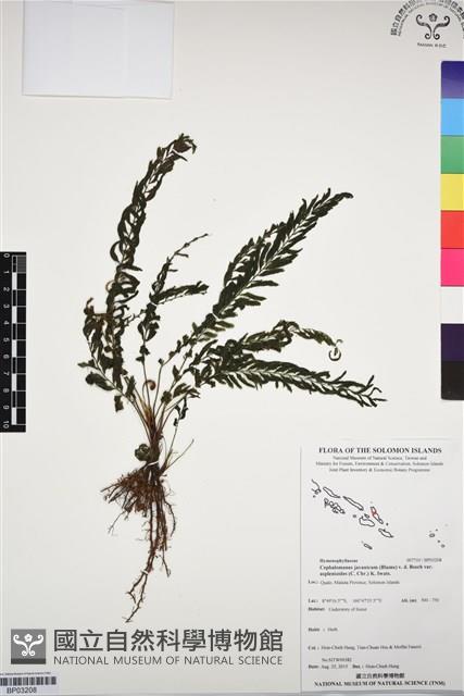 菲律賓厚葉蕨藏品圖，第1張