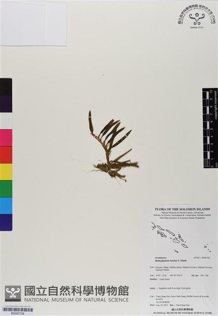 登錄號:BS06708藏品圖，第1張