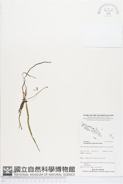 登錄號:BS04708藏品圖，第1張