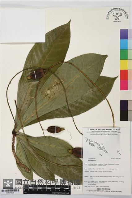 Accession Number:BS07508 Collection Image