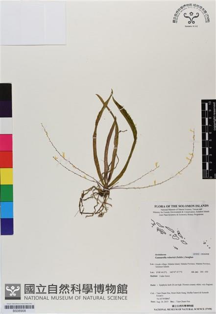 登錄號:BS06908藏品圖，第1張