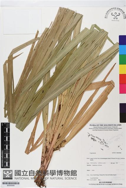 登錄號:BS05908藏品圖，第1張