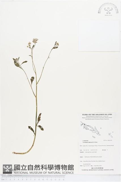 一枝香藏品圖，第1張