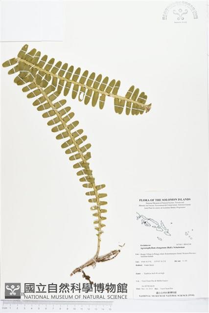 登錄號:BS04308藏品圖，第1張